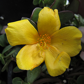 Plant Photo 8
