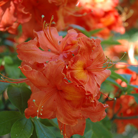 Plant Photo 10