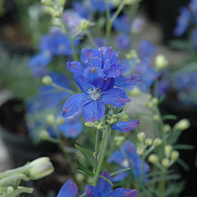 Plant Photo 2