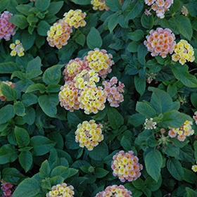 Plant Photo 10