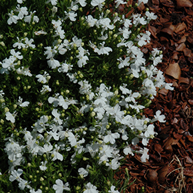 Plant Photo 9