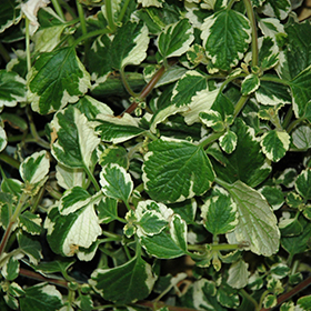 Plant Photo 6