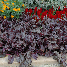 Plant Photo 8