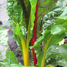 Plant Photo 7