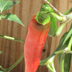 Plant Photo 9