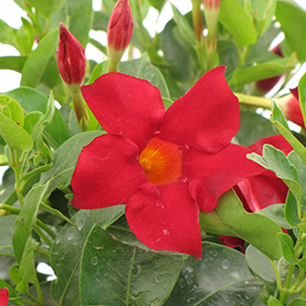 Plant Photo 5