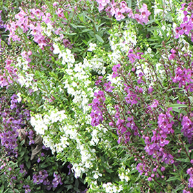 Plant Photo 4