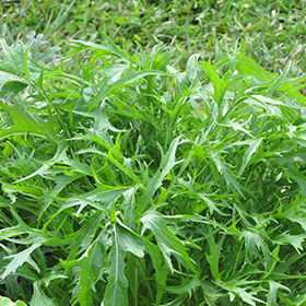 Plant Photo 9