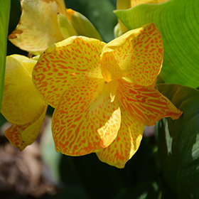 Plant Photo 2