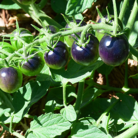 Plant Photo 6