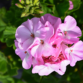 Plant Photo 3