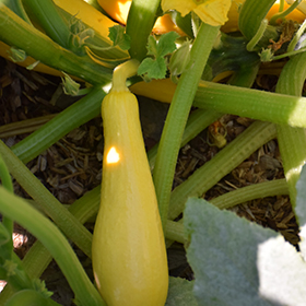 Plant Photo 6
