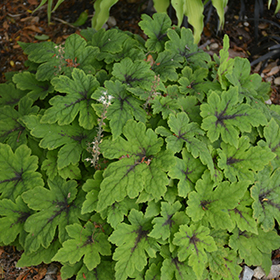 Plant Photo 5