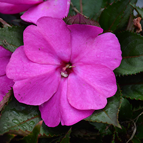 Plant Photo 2