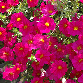 Plant Photo 1
