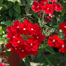 Plant Photo 7