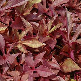Plant Photo 6
