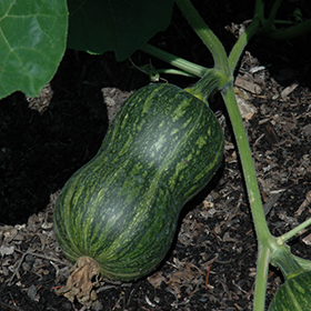Plant Photo 2