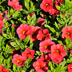 Plant Photo 6