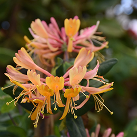 Plant Photo 6