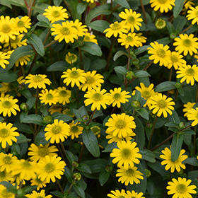Plant Photo 8