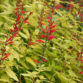Plant Photo 3