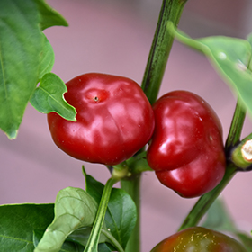 Plant Photo 4