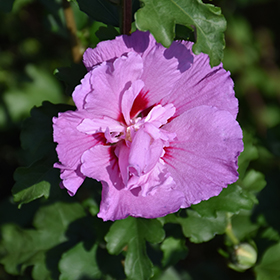 Plant Photo 4