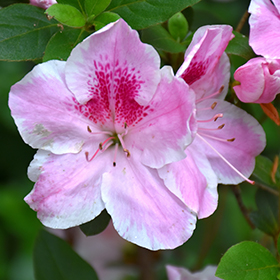 Plant Photo 3