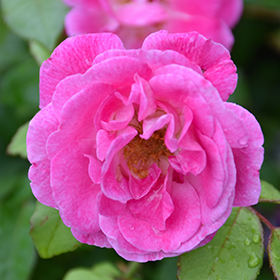 Plant Photo 1