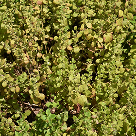 Plant Photo 2