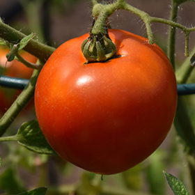 Plant Photo 5