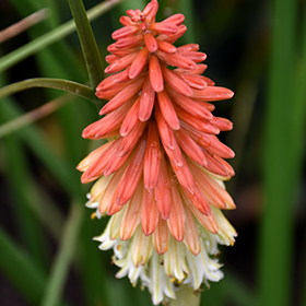 Plant Photo 3