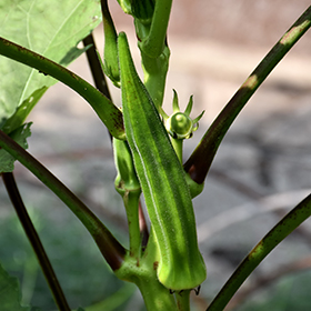 Plant Photo 10