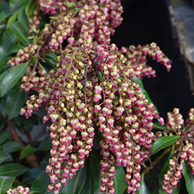 Plant Photo 9