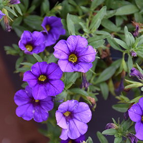 Plant Photo 2
