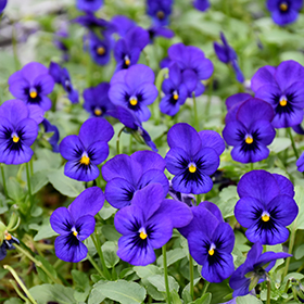 Plant Photo 9