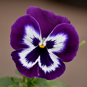 Plant Photo 8