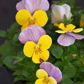 Plant Photo 2