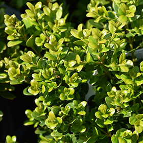 Plant Photo 5