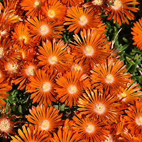 Plant Photo 4