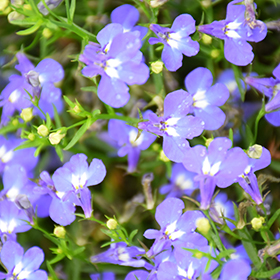 Plant Photo 6