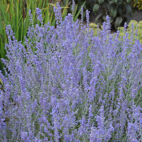 Plant Photo 10