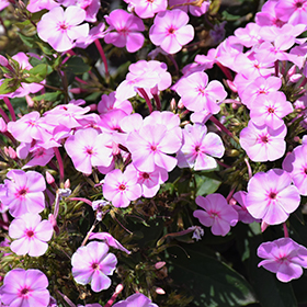 Plant Photo 1