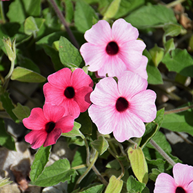 Plant Photo 3