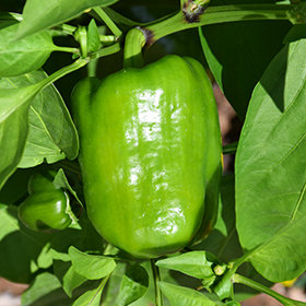 Plant Photo 3
