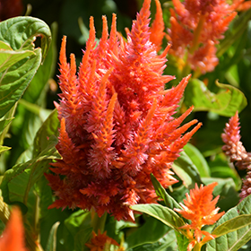 Plant Photo 3
