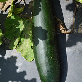 Plant Photo 3