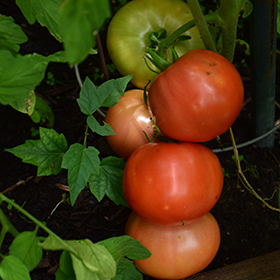 Plant Photo 6