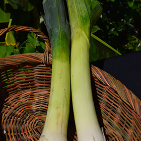 Plant Photo 2